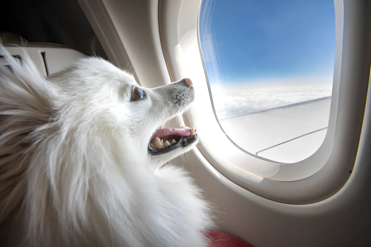 Happy dog